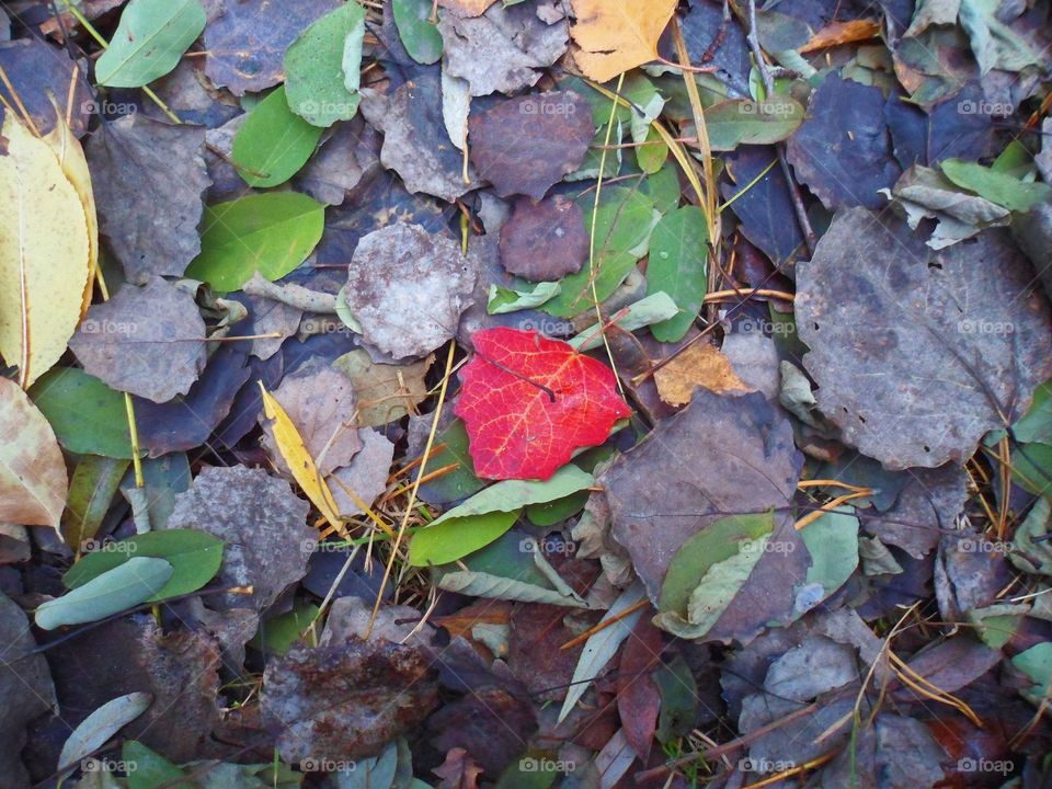 autumn colorful leaves