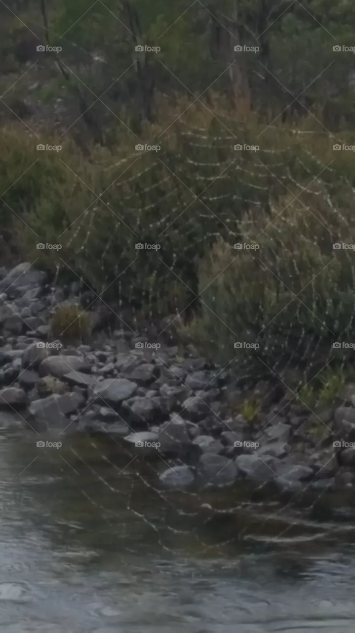 wet web