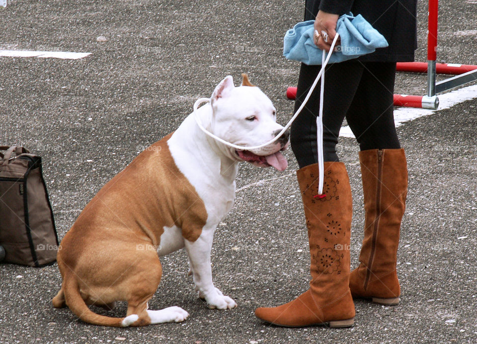 A dog on a leash