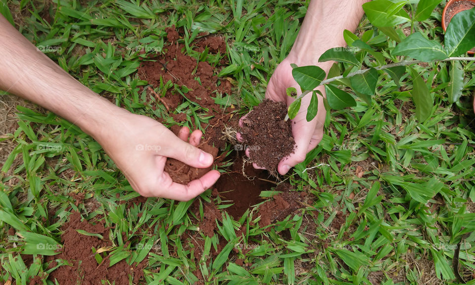 Planting a tree