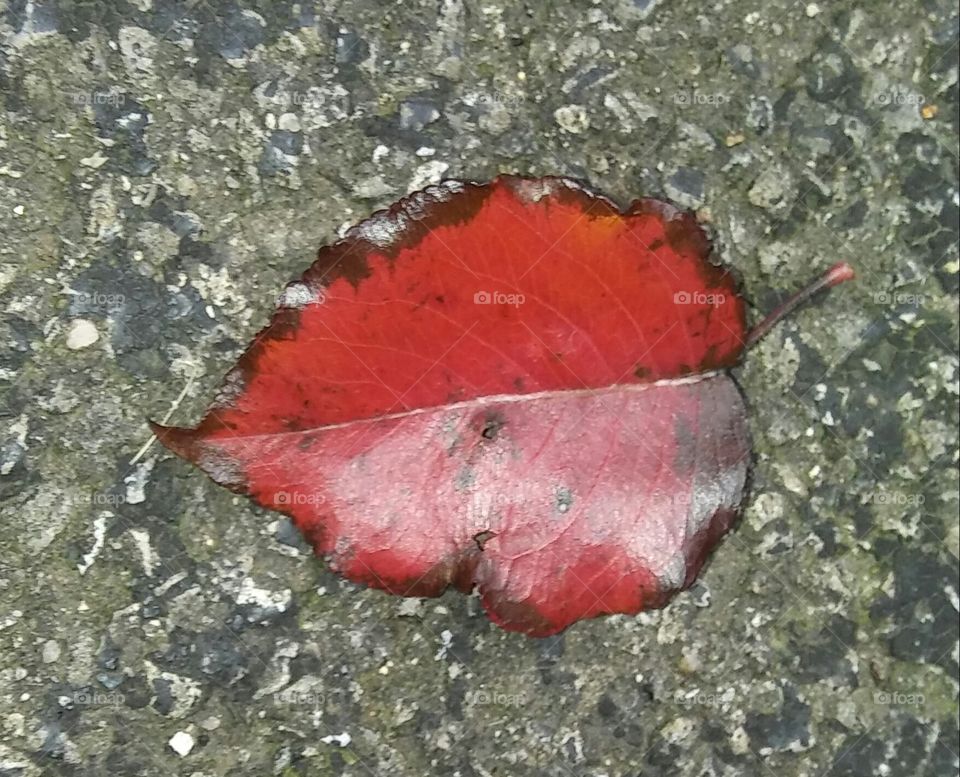 Final Red Leaf