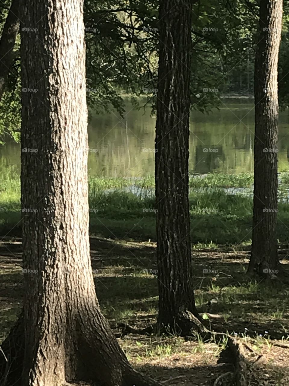 Lake through the trees
