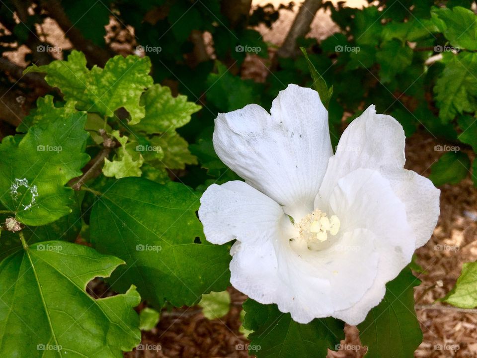 White flower