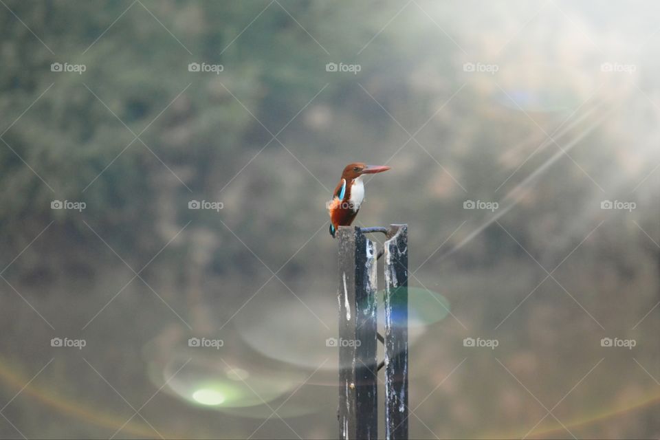 Selective view of white throated kingfisher