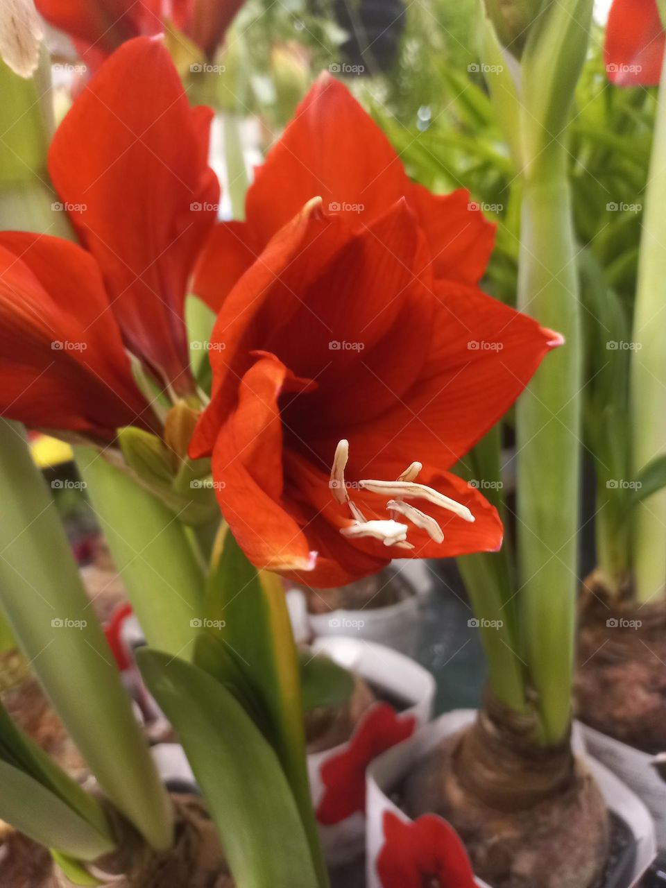 Flor é uma estrutura  exclusiva das angiospermas.  Além de produzir gavetas, as flores têm estrutura que garantem a atração  de polinizadores