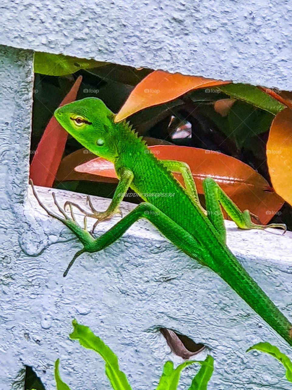 lizard