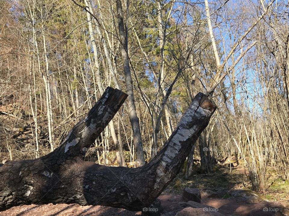 Hand shaped tree holding tree