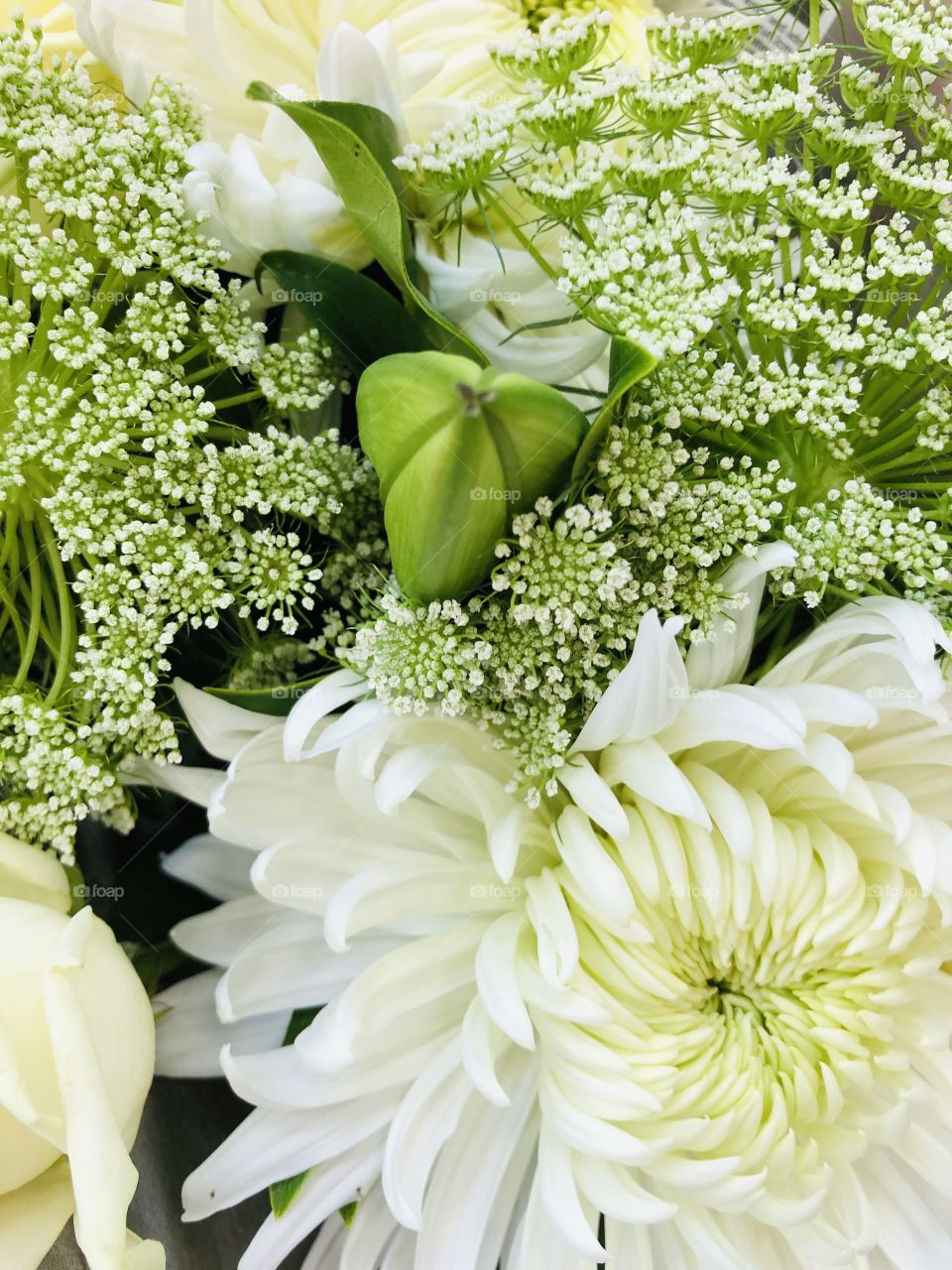 Beautiful white and green flowers 