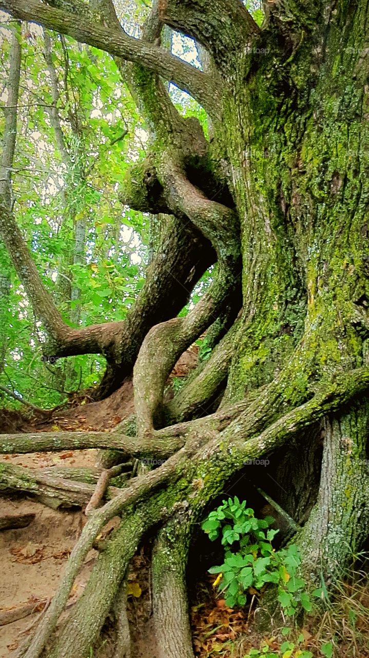 Interesting Old tree trunks and roots