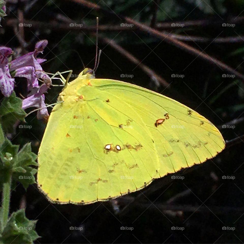 Yellow butterfly 