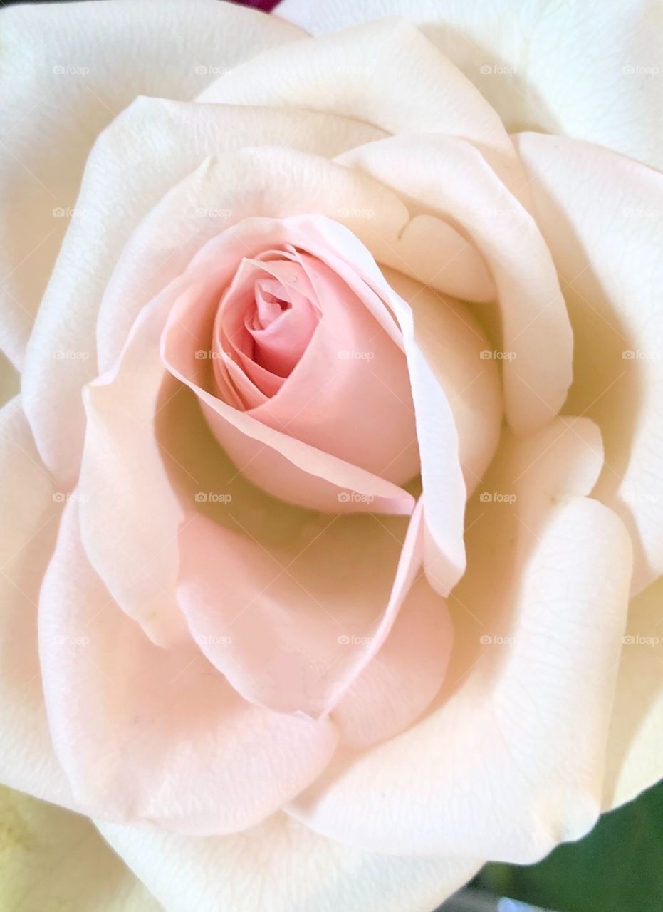 Delicate pink rose