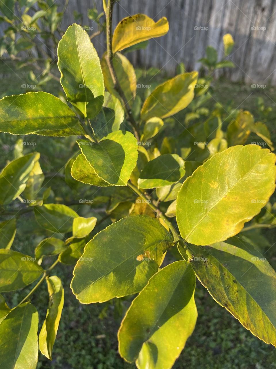 Tree leaves