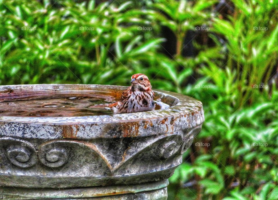 Sparrow in bird bath my yard