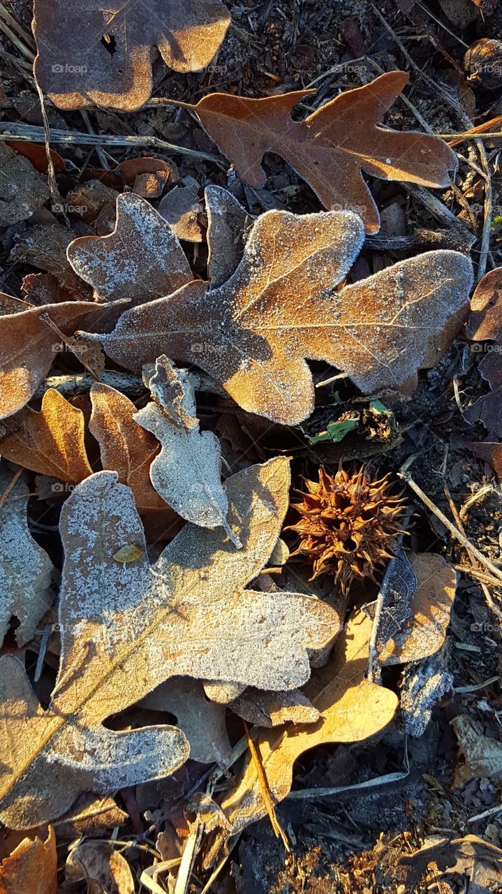 My favorite part of Winter is taking pictures of frost, ice, and snow.