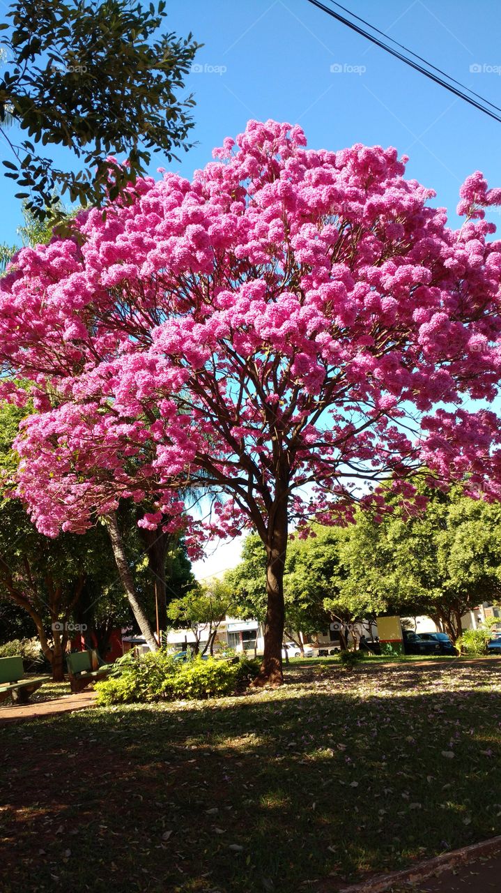 Linda árvore florida. Milhões de flores rosas em antigo cemitério. Ipê.