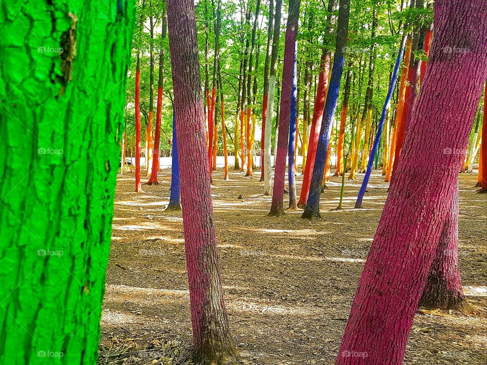 multiverse of colours. colorful forest