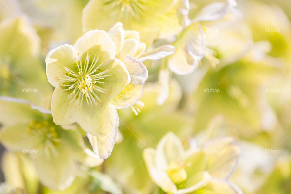 Blooming Lenten rose flowers in bright sunlight, spring 