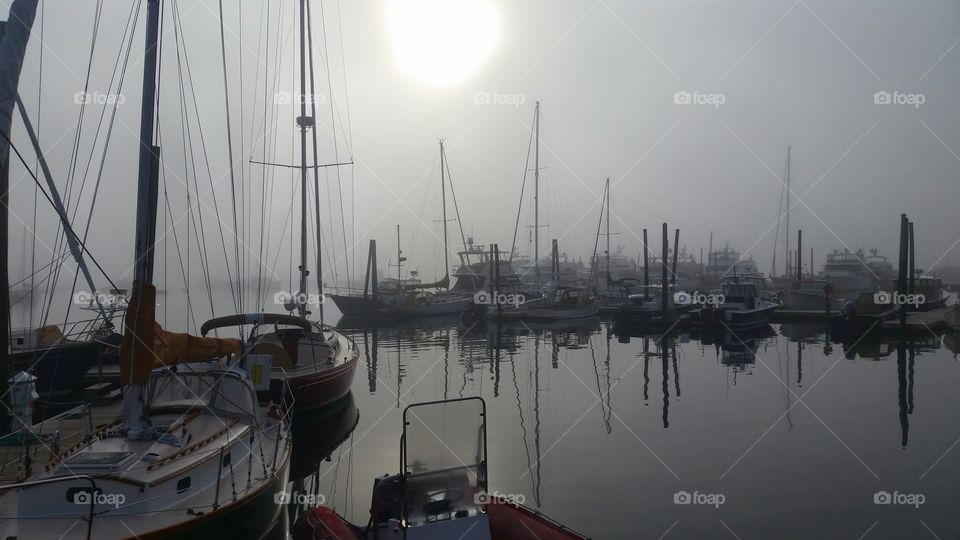 Foggy Harbor