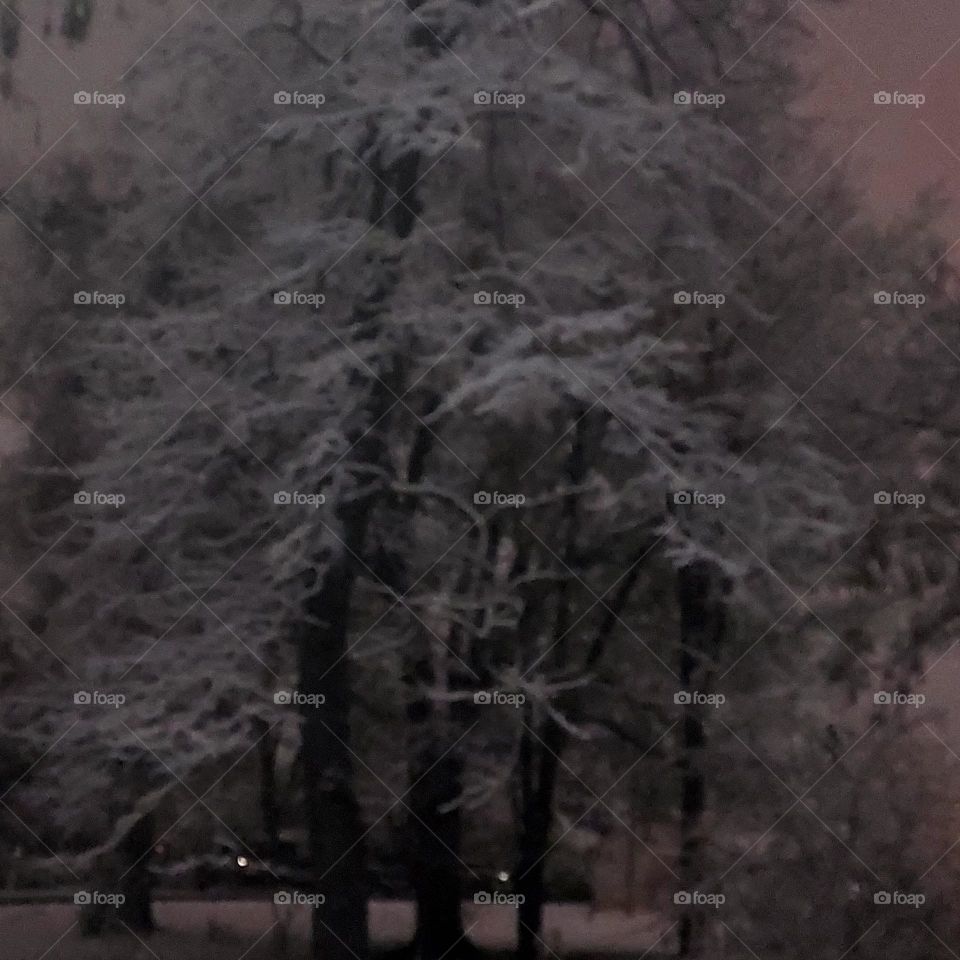 God decorates in winter too. it's not only sunrises and sunsets it's the snow in the trees.