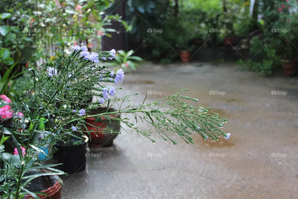 Photo from my home garden