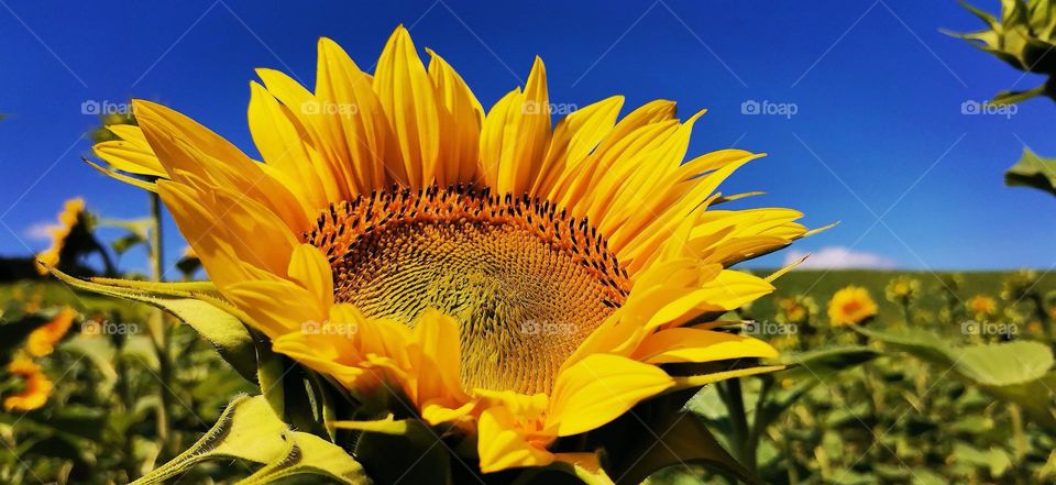 Complementary colors