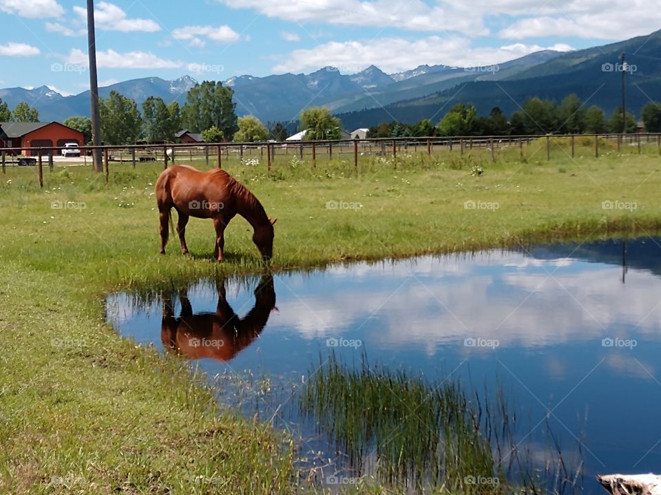 reflection of horse