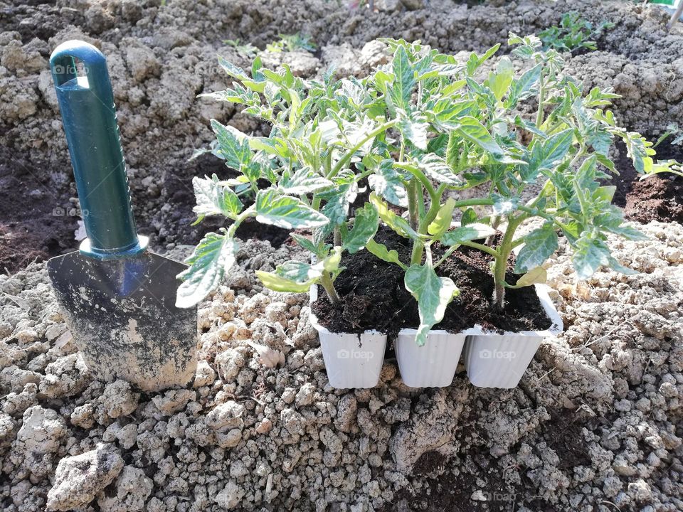 garden, tomato seedlings