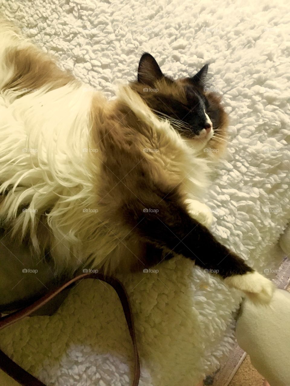 Fat Cat Sleeping in the Dead of Light