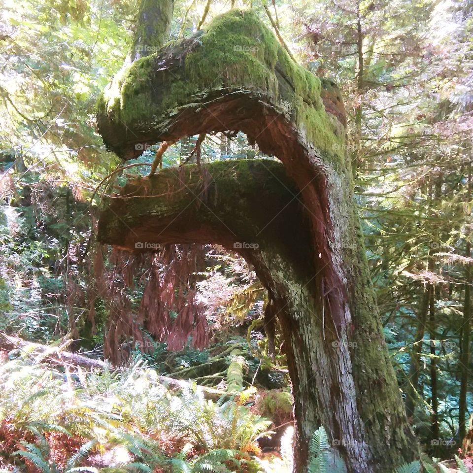 Mother nature showed us her sense of humor around a bend... in Minekhada Park, Port Coquitlam,  BC