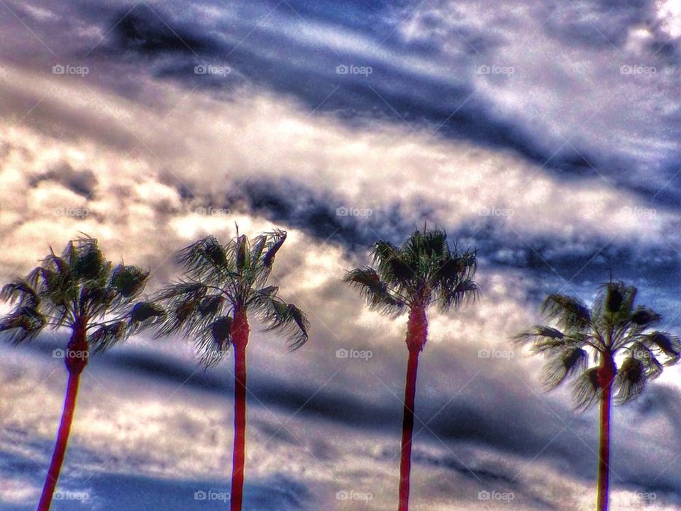 Palms