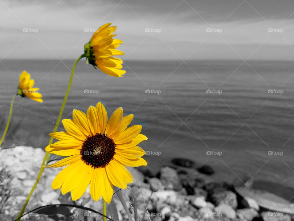 Sunflowers at lake michigan