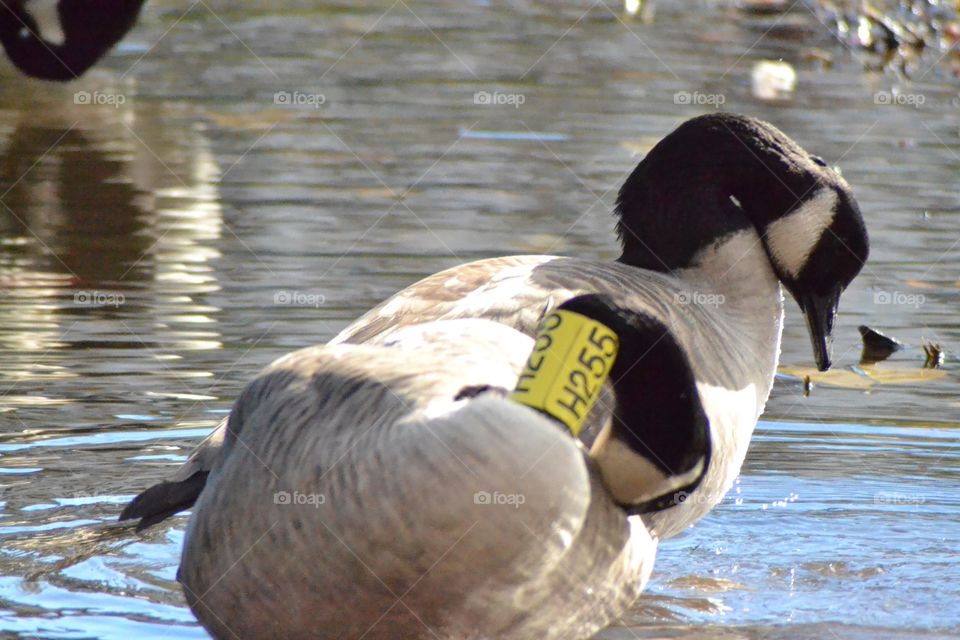 Geese fall time in Connecticut
