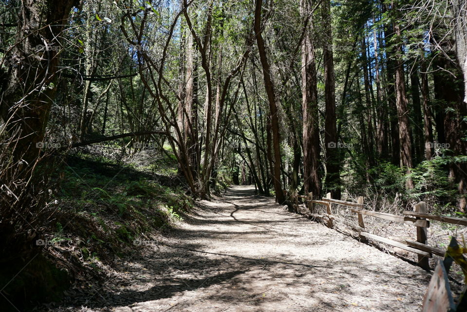 Redwood regional park 