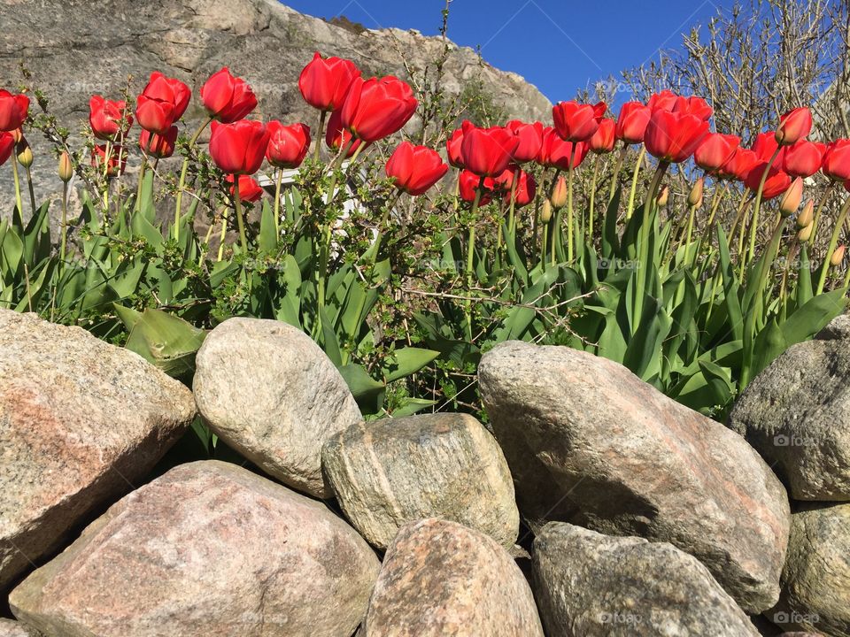 Red tulips, blue sky