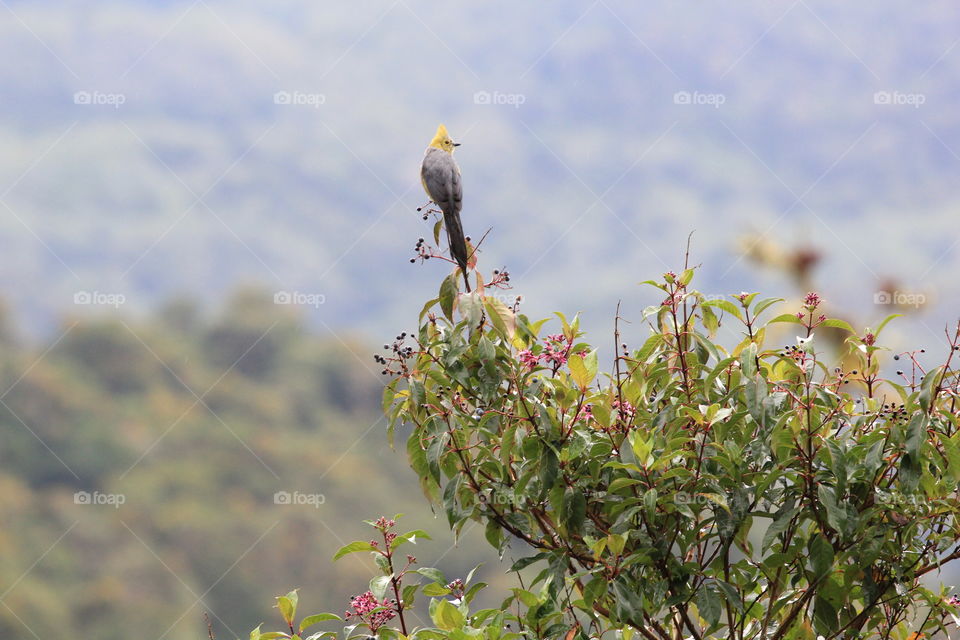 Long tailed silky flycatcher. Taken in the mountains (Sarapiqui) of Costa Rica. 