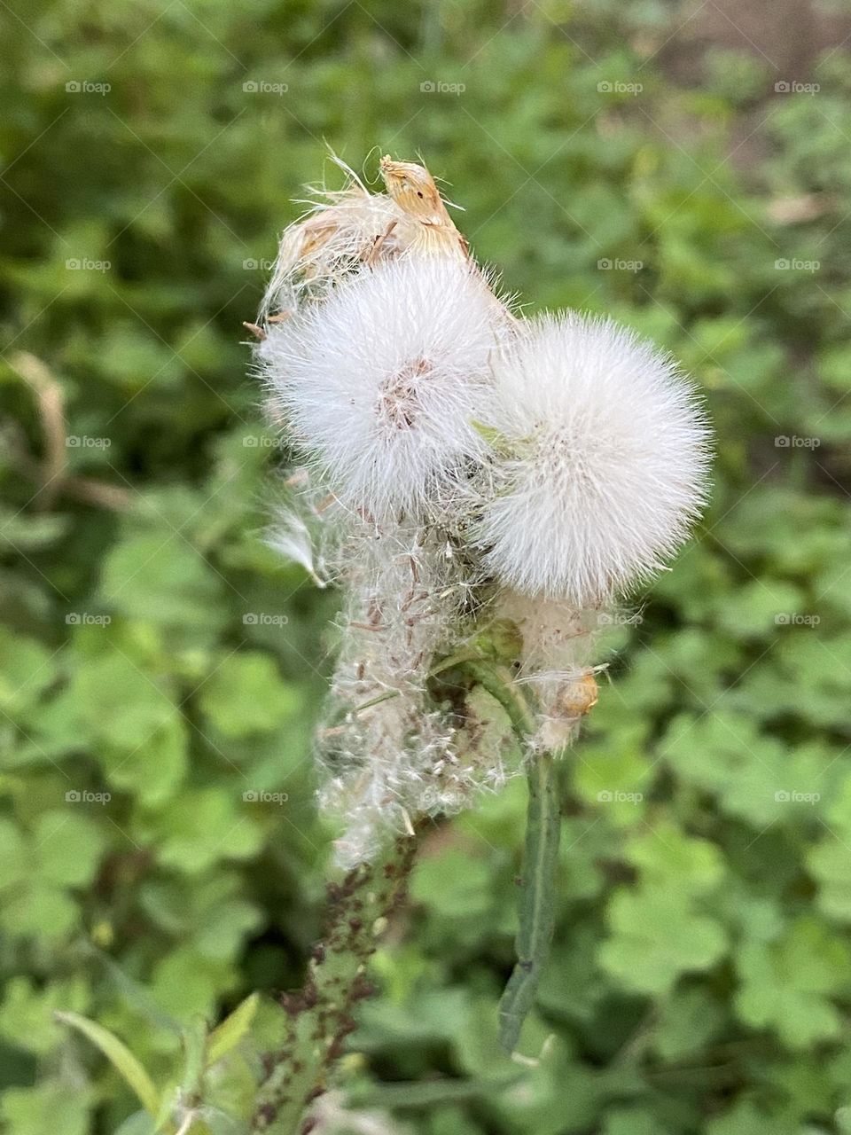 Cotton flowers start to grow 