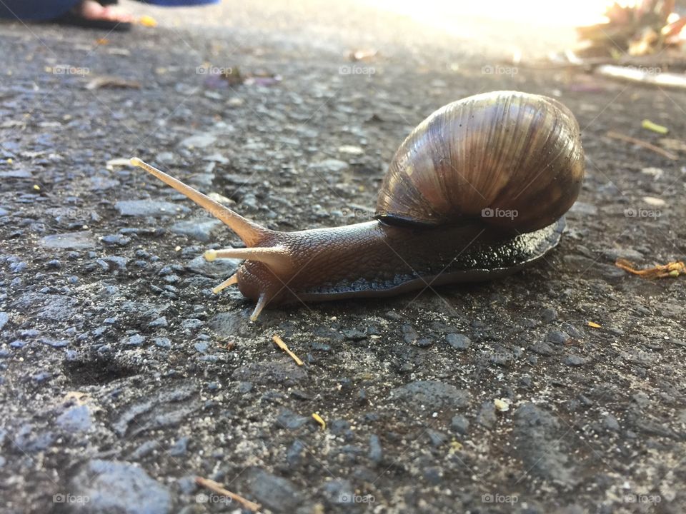 Hawaii snail