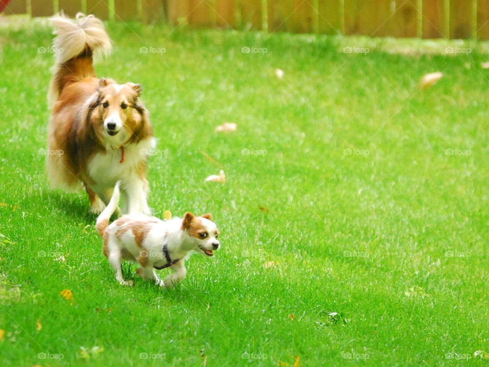 dogs running in the backyard