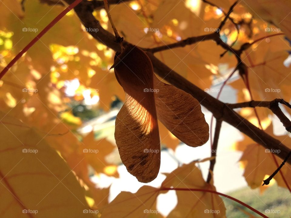 Yellow fall maple leaves 2. Captured this shot of some yellow maple leaves in the sun with my iphone4s