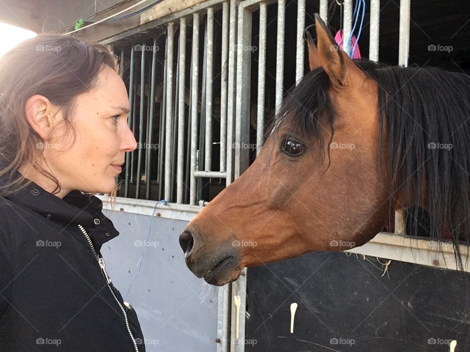 With approved stud rivage horse