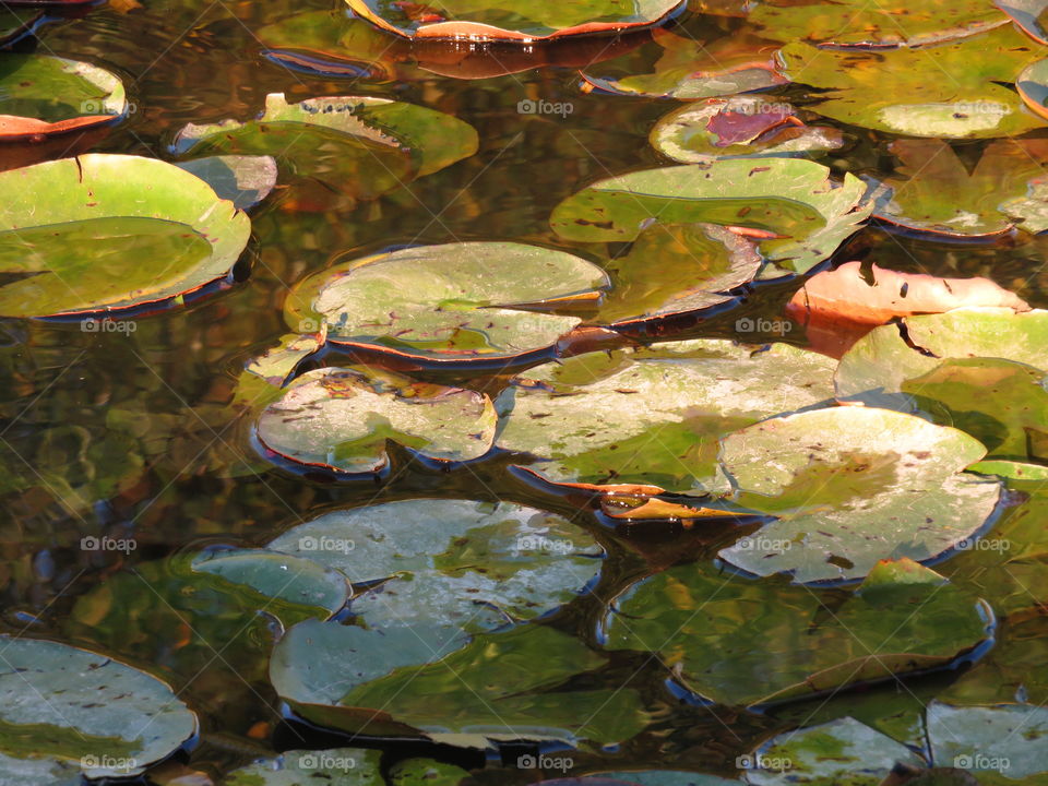 waterlilies in sunset