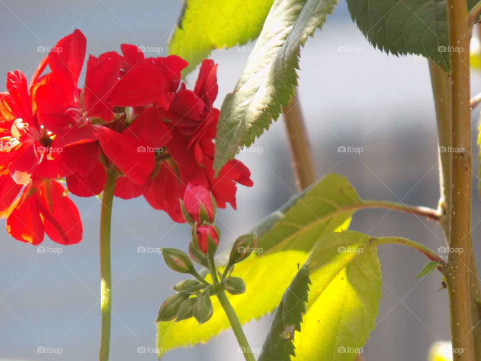 Sunlight on red flowers
