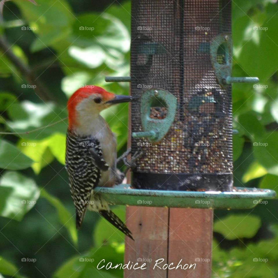 red bellied woodpecker