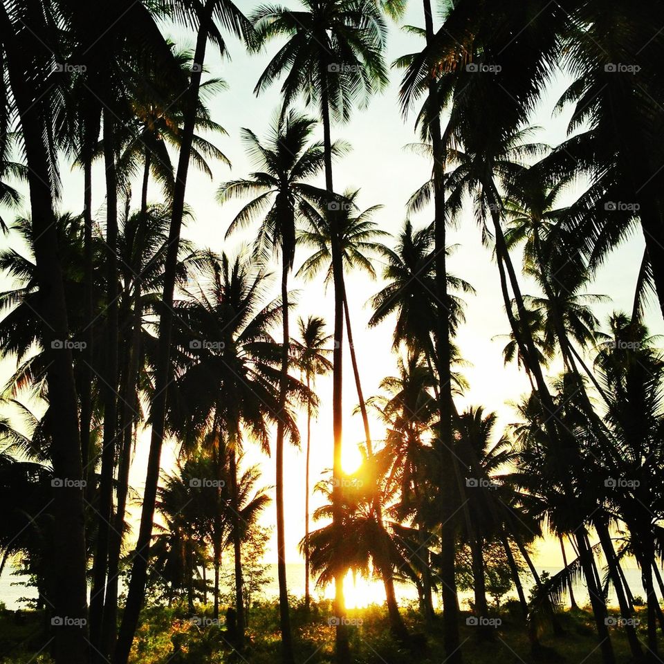 Silhouette of palm trees near sea side