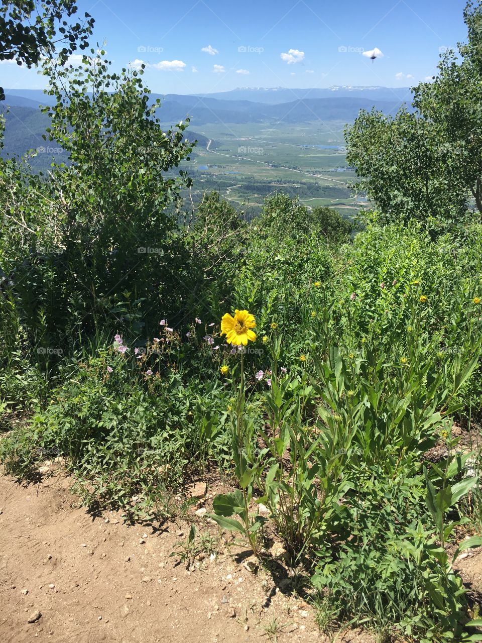 Mountain flower