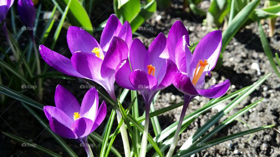 Purple crocus blooming at outdoors