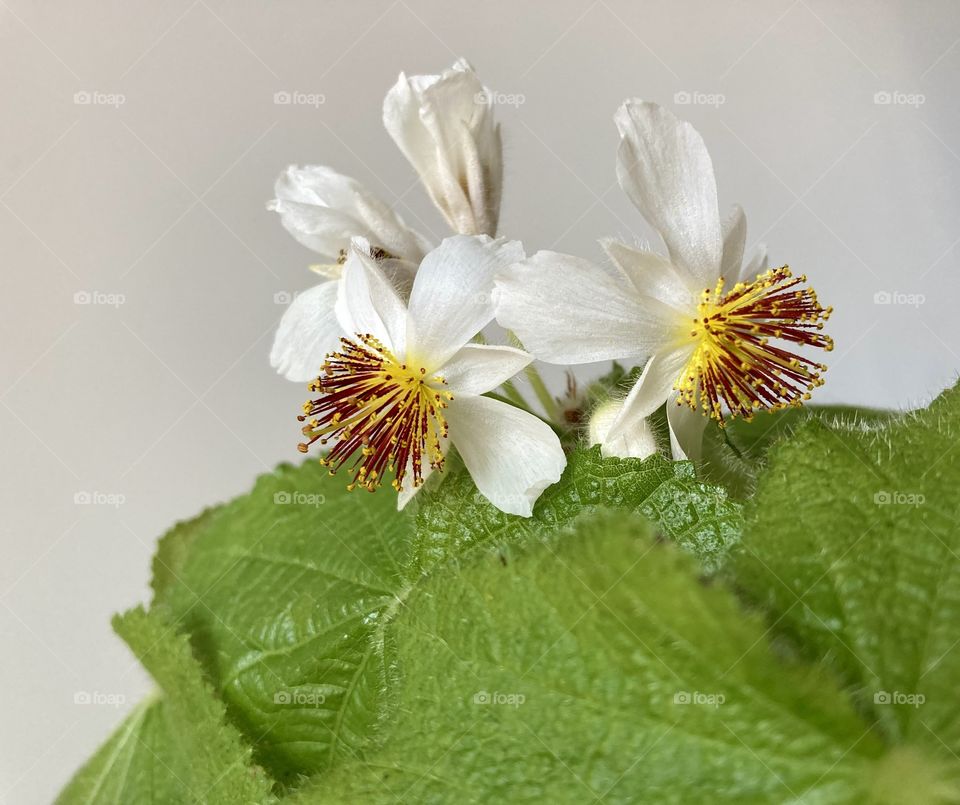 Flowering African Hemp