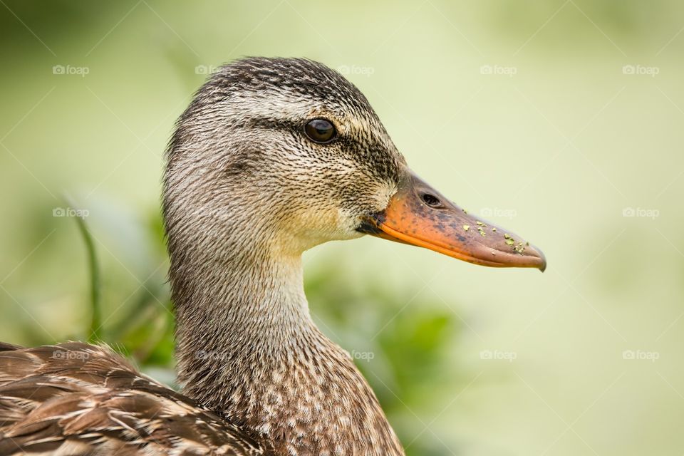 Close-up of duck