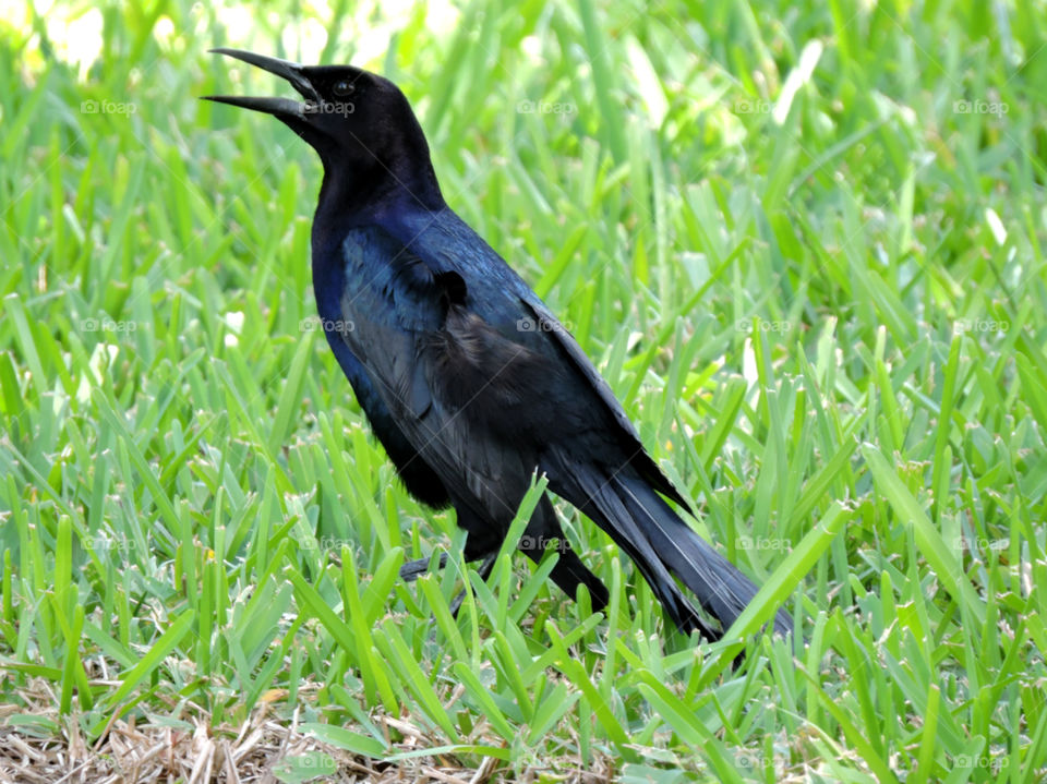 Speaking. Boat-tailed grackle calling out with open beak