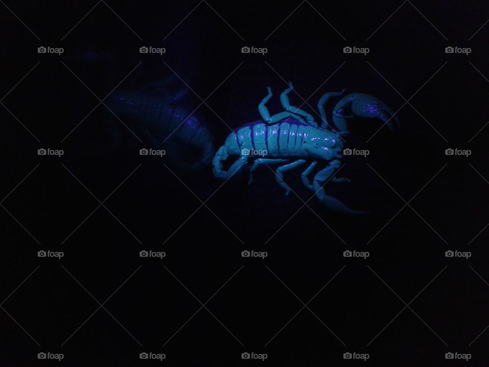 Scorpion under UV